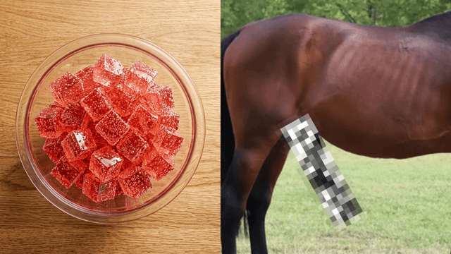 Horse gelatin formula presentation